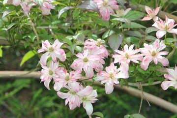  Clematis montana ‘Marjorie'