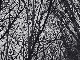 Dark sky seen through the trees