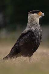 Crested Cara Cara In Camp Dickson, Torres Del Paine National Park, Chile