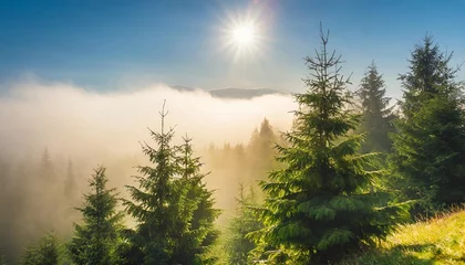 Foto auf Leinwand spruce treetops on a hazy morning wonderful nature background with sunlight coming through the fog bright sunny atmosphere © Aedan