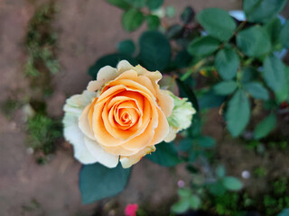 yellow rose in garden