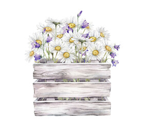 Watercolor bouquet of white blossom flowers chamomile and violet bluebell in white gray wooden box. Daisy in wooden boards with a wood texture. Hand drawn illustration isolated on background