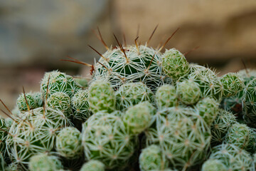 Mammilaria gracilis (slender), cactus family, sunny day, no people, Argentina
