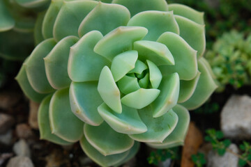 Echeveria, Echeveria is a genus of succulent plants, sunny day, no people, Argentina