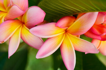 Plumeria, Plumeria flowers are among the most beautiful flowers in the world, tropical and subtropical climate, Argentina
