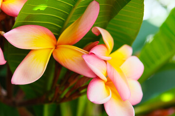 Plumeria, Plumeria flowers are among the most beautiful flowers in the world, tropical and...