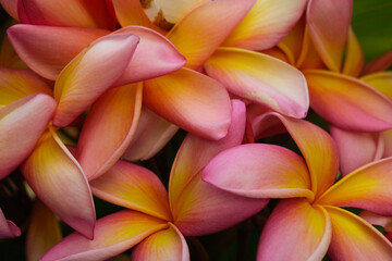 Plumeria, Plumeria flowers are among the most beautiful flowers in the world, tropical and...