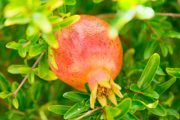 Decorative pomegranate on a branch, sunny day, without people, Argentina