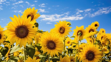 garden sunflowers and daisies
