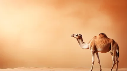 Selbstklebende Fototapeten camel in the desert. A lonely camel in the desert © Rassamee
