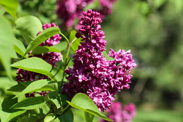 purple fragrant lilac close up