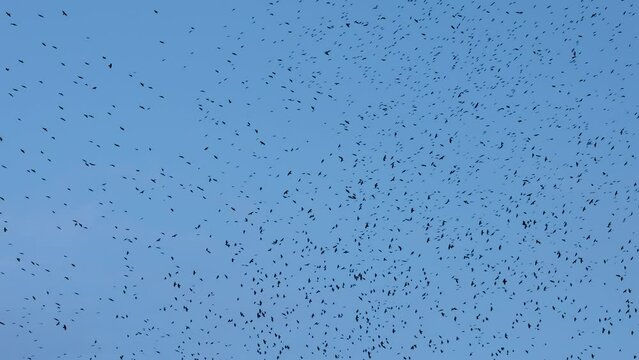 A large group of crows flying in slow motion against the background of the sky.