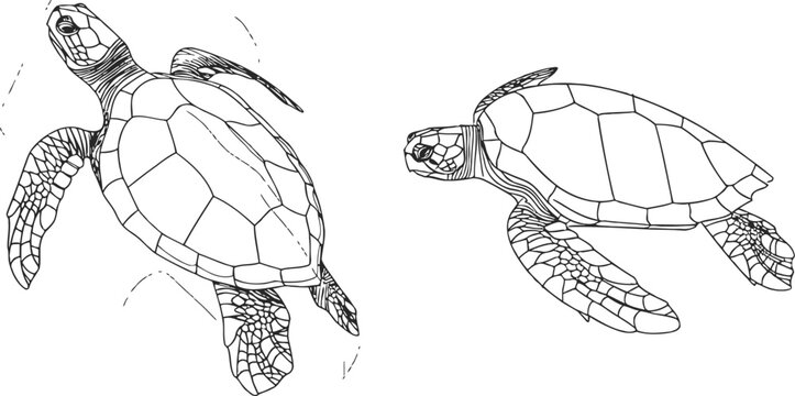 Continuous line drawing animal. Sea turtle