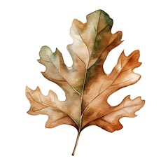 Fototapeta premium Delicate watercolor of a hand-drawn oak leaf, showcasing the natural transition of colors in autumn foliage