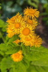 Inula helenium or horse healing or elfdoc many yellow flowers with green. Elecampane