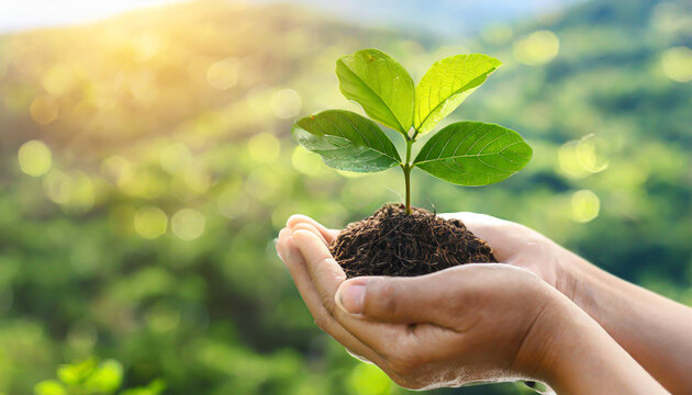World environment day, ecological nuture ecosystems and go green with csr concept with tree planting on volunteers' hand. Element of the image furnished