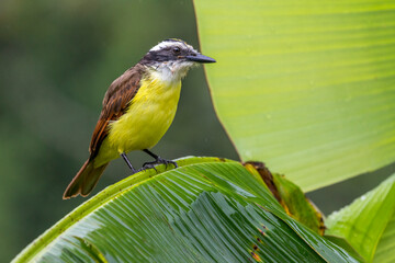 Tyran quiquivi (pitangus sulphuratus) perched on a banana flower