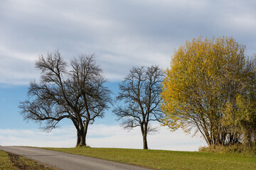 Fototapeta premium Autumm the bright colors in the forest