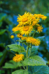 Inula helenium or horse healing or elfdoc many yellow flowers with green. Elecampane