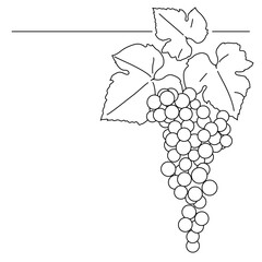 Bunch of grapes. Vine. Vector line drawing on white or transparent background. Grapevine. Cluster of grapes