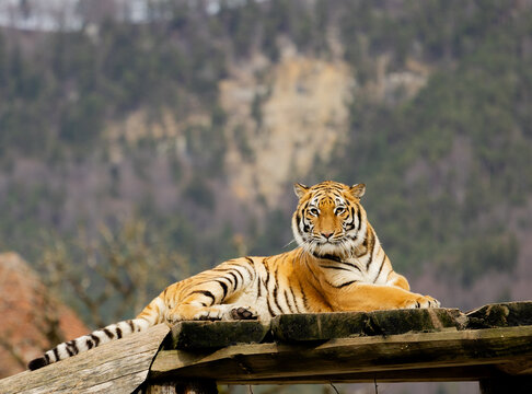 Tiger