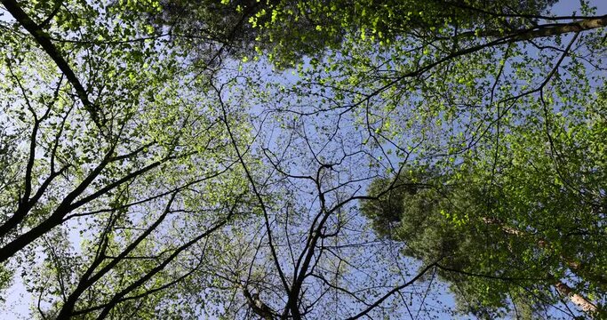 trees with the first foliage in the forest in the spring season, the first foliage on trees in the spring season