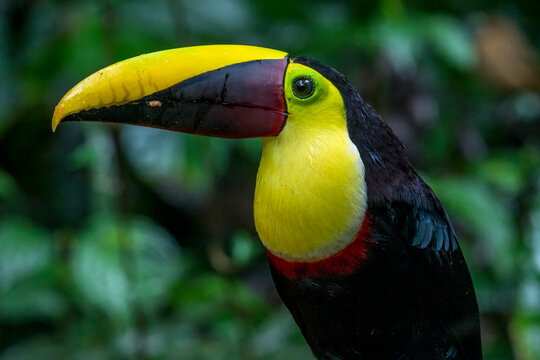 Toucan tocard (Ramphastos ambiguus) perched on a branch in a Costa Rican forest