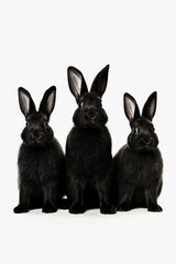 Obraz premium Three black rabbits sitting next to each other. Suitable for various animal-related designs