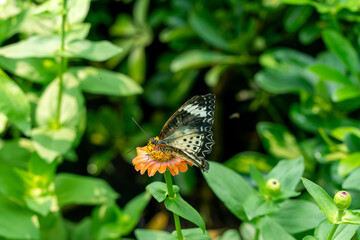 butterfly on a flower