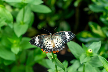 butterfly on a flower