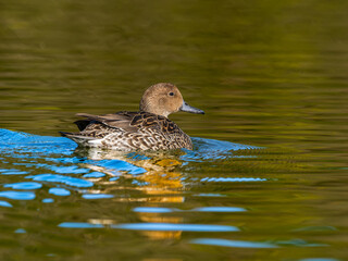 池を泳ぐオナガガモ