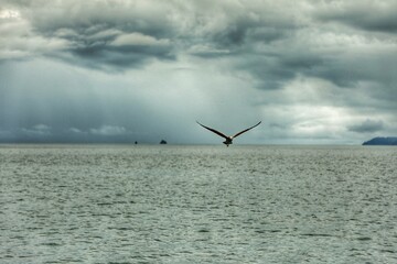 Bird flying in Bahía Solano