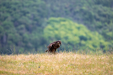 A bird of prey in a meadow