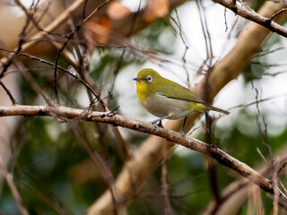 木の枝にとまるメジロ