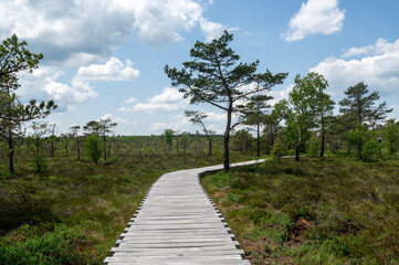 Fototapeta na wymiar Moor landscape with wooden path