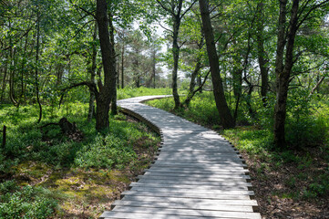 Fototapeta na wymiar Moor landscape with wooden path