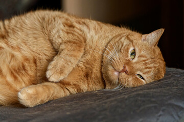 Beloved, beautiful, no longer young, my cat. © J.M.C. Foto