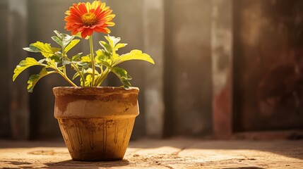 garden flower in pot