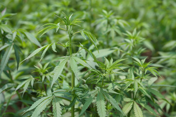 
a bealtiful plantation of cannabis