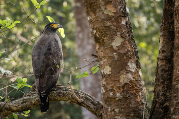 Crested Serpent-eagle - Spilornis cheela, beautiful colored bird of prey from Asian forests and wetlands, Nagarahore Tiger Reserve, India. - 742738805