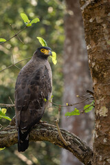 Crested Serpent-eagle - Spilornis cheela, beautiful colored bird of prey from Asian forests and wetlands, Nagarahore Tiger Reserve, India. - 742738809