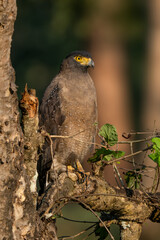Crested Serpent-eagle - Spilornis cheela, beautiful colored bird of prey from Asian forests and wetlands, Nagarahore Tiger Reserve, India. - 742738847