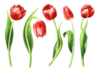 Red tulip flowers set. Hand drawn watercolor illustration, isolated on white background