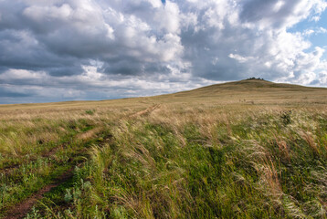 wheat field in the summer