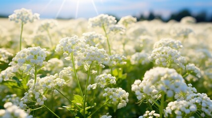 health buckwheat flower