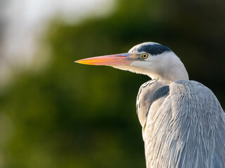 水辺のアオサギ