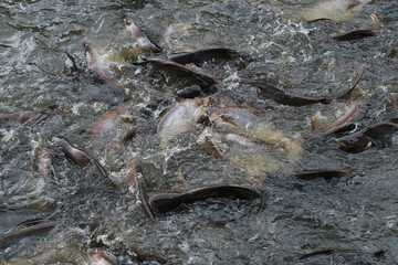 Fish in the pond for cooking
