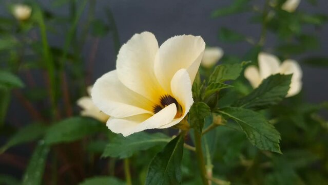 turnera subulata flower