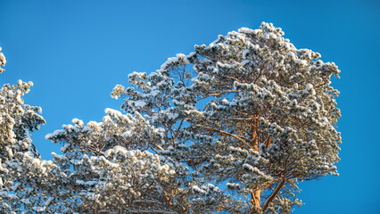 winter pines covered with snow
