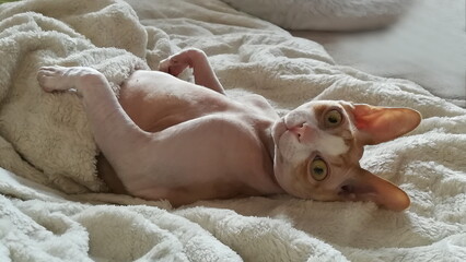 Beautiful Sphynx cat lies on his back